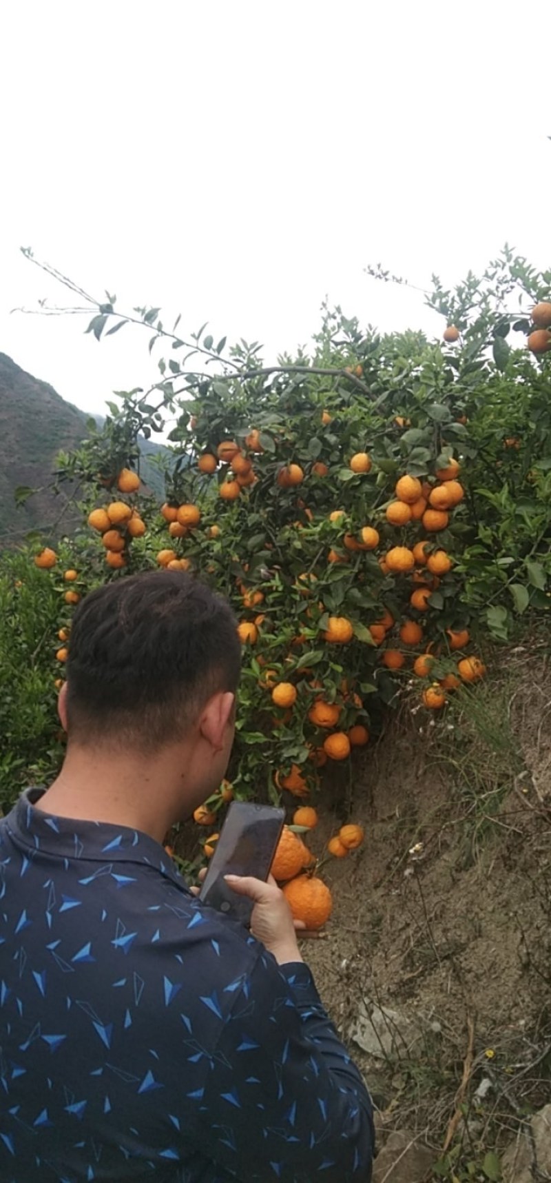 汉源石棉柑橘黄果柑代办，批发，产地来电咨询有惊喜，