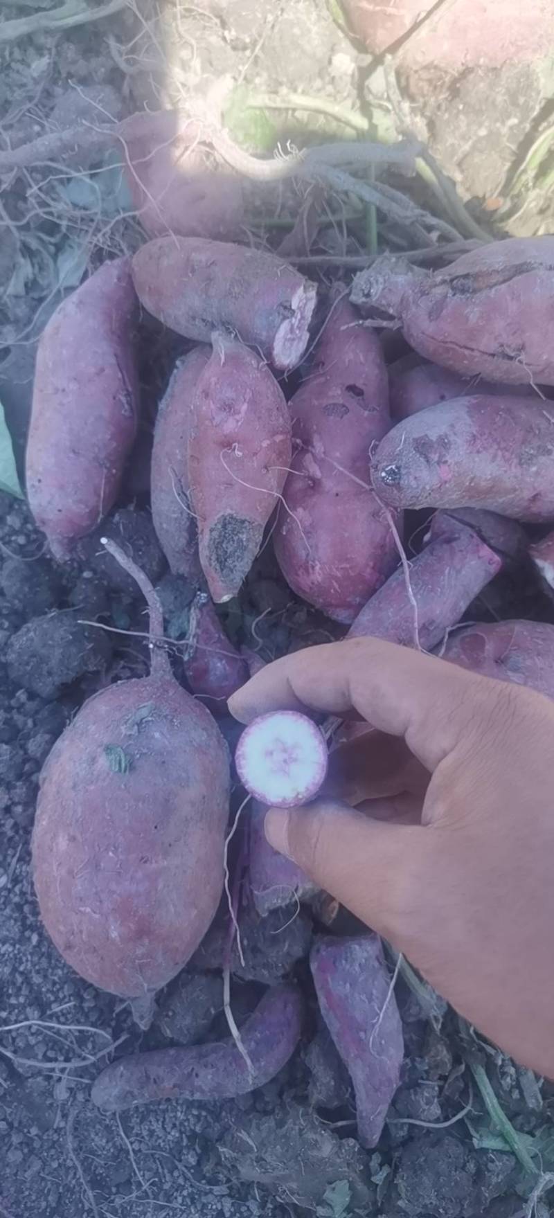 一点红番薯冰淇淋红薯新鲜现挖电商市场批发