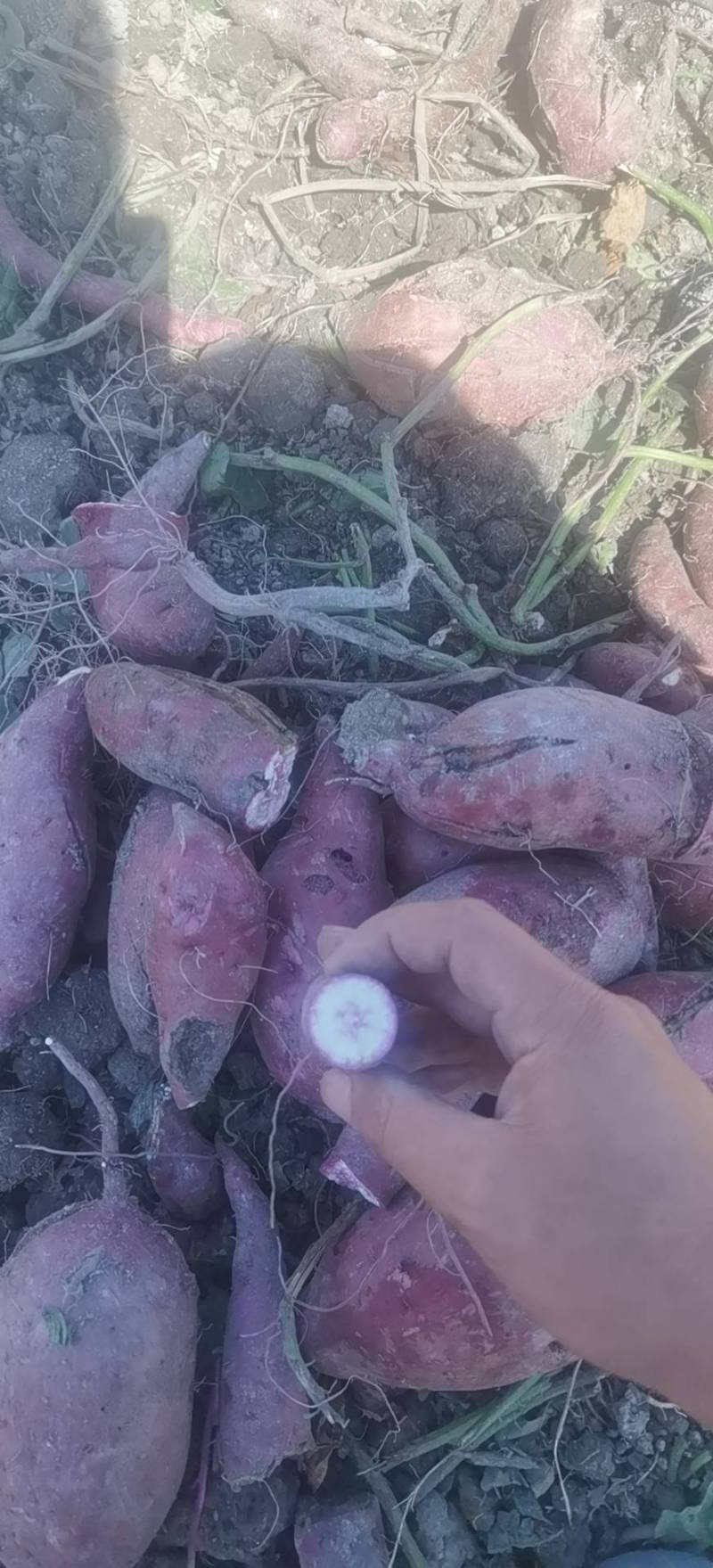 一点红番薯冰淇淋红薯新鲜现挖电商市场批发
