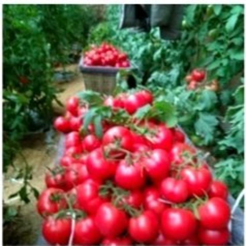 济南市商河县西红柿上市了，