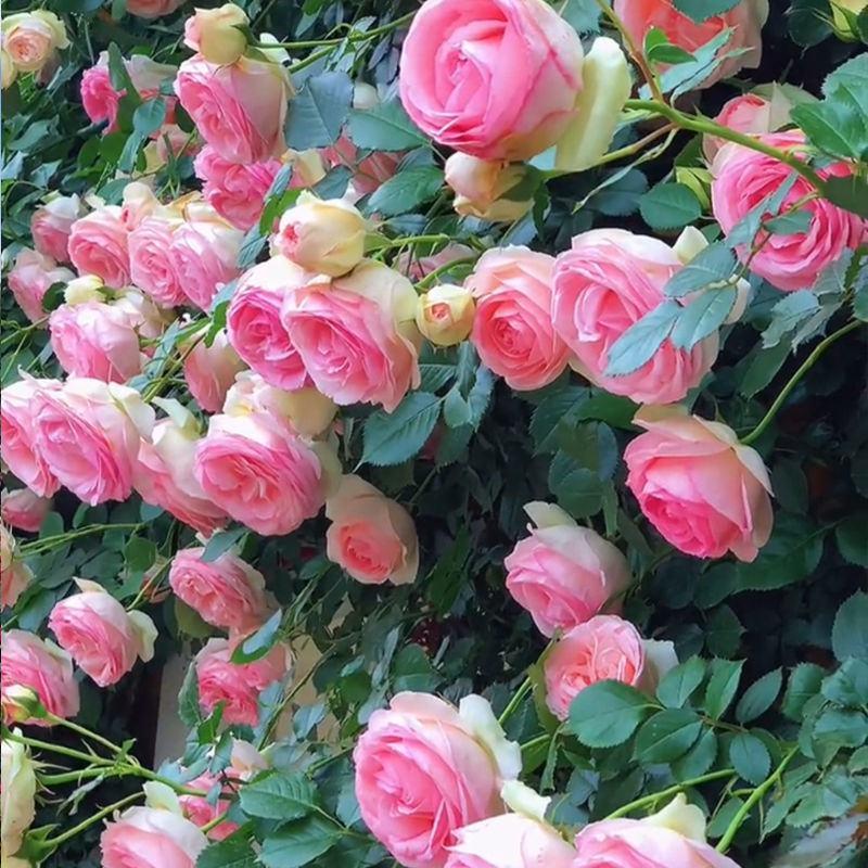 蔷薇花苗藤本月季特大浓香庭院爬藤植物花卉玫瑰爬墙包邮