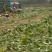 大量供应横县长白菜竹筒青竹青大白菜大绿白菜卷筒青野菜
