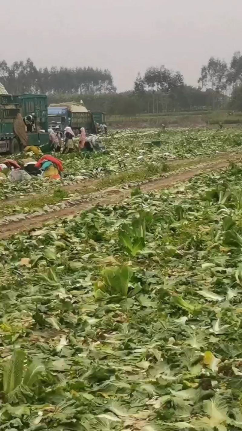 大量供应横县长白菜竹筒青竹青大白菜大绿白菜卷筒青野菜
