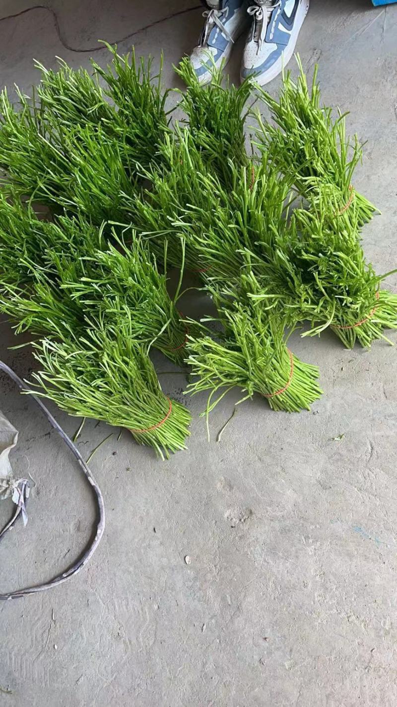 芦蒿，天龙芦蒿种植合作社，质量保证，信誉第一，