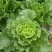 大量供应横县长白菜竹筒青竹青大白菜大绿白菜卷筒青野菜