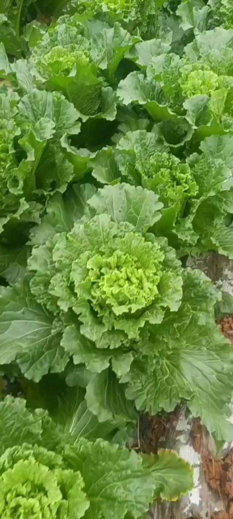 大量供应横县长白菜竹筒青竹青大白菜大绿白菜卷筒青野菜