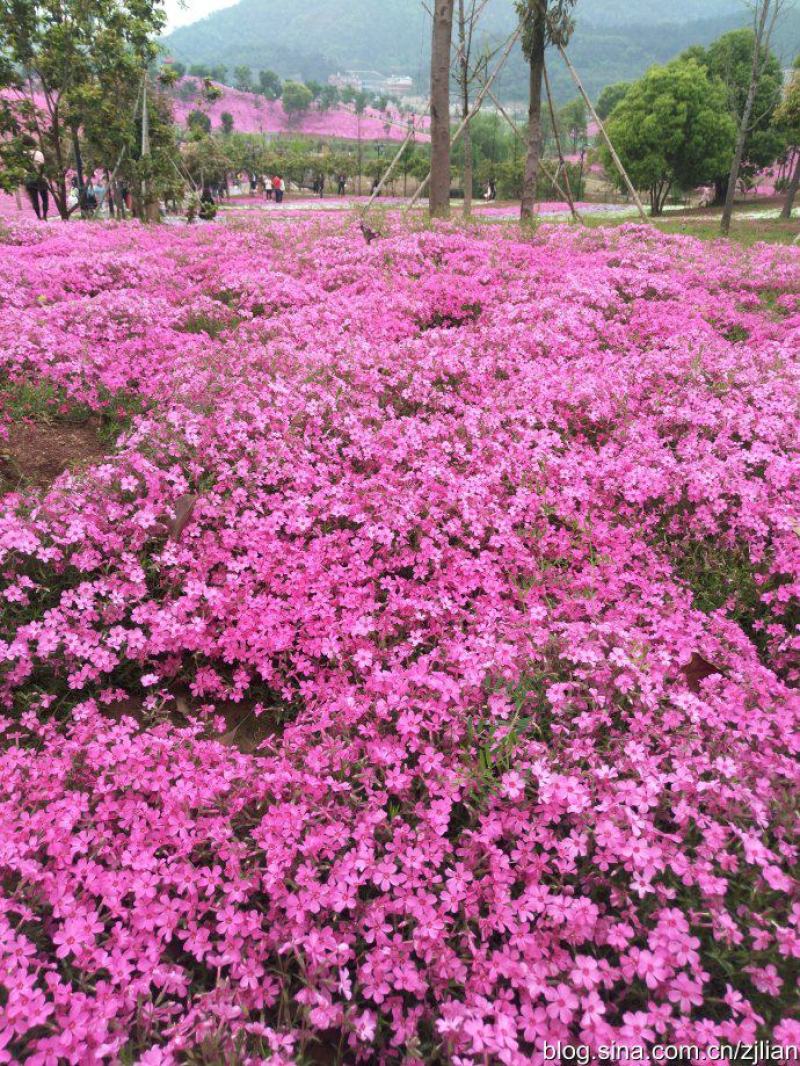 芝樱，丛生福禄考，芝樱杯苗，丛生福禄考杯苗