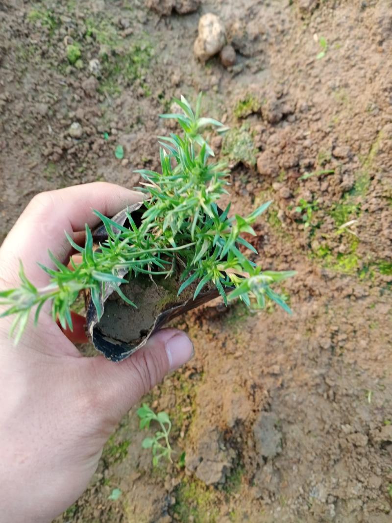 芝樱，丛生福禄考，芝樱杯苗，丛生福禄考杯苗