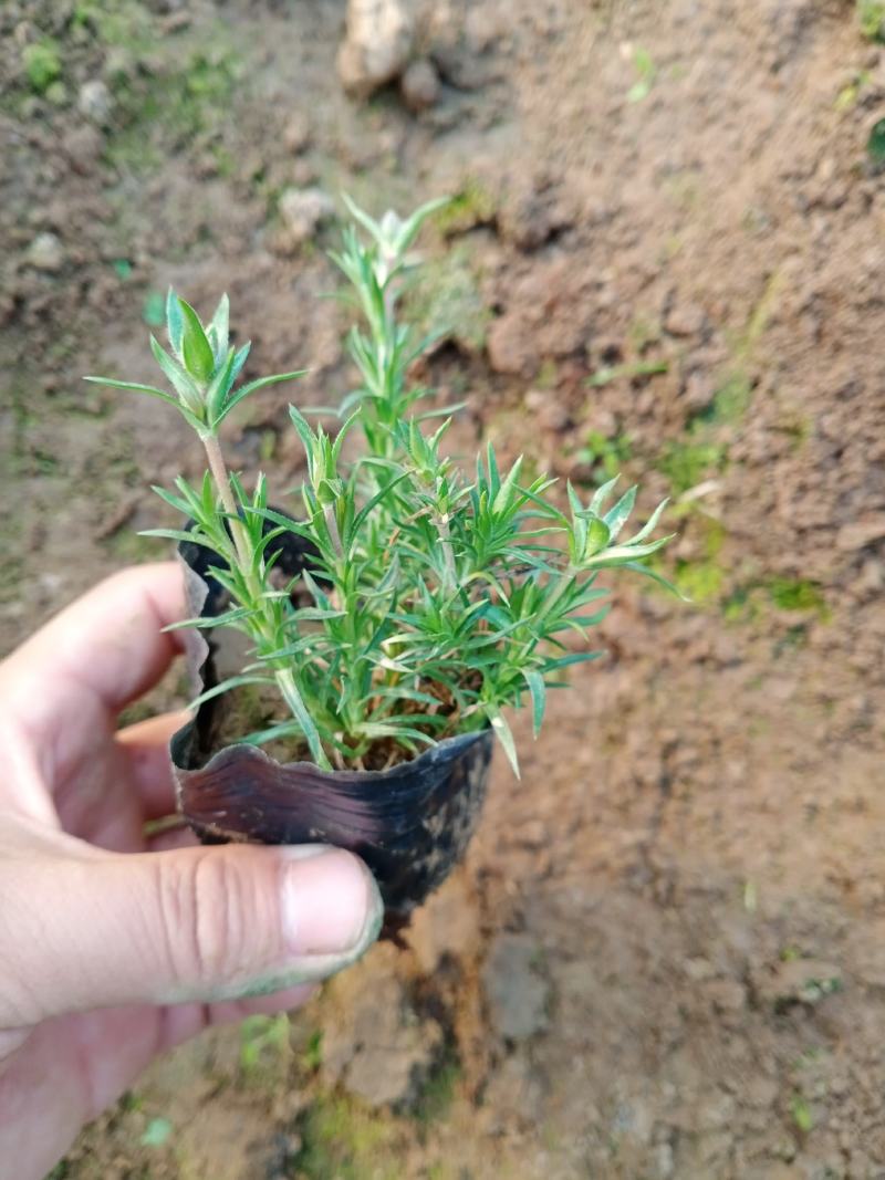 芝樱，丛生福禄考，芝樱杯苗，丛生福禄考杯苗