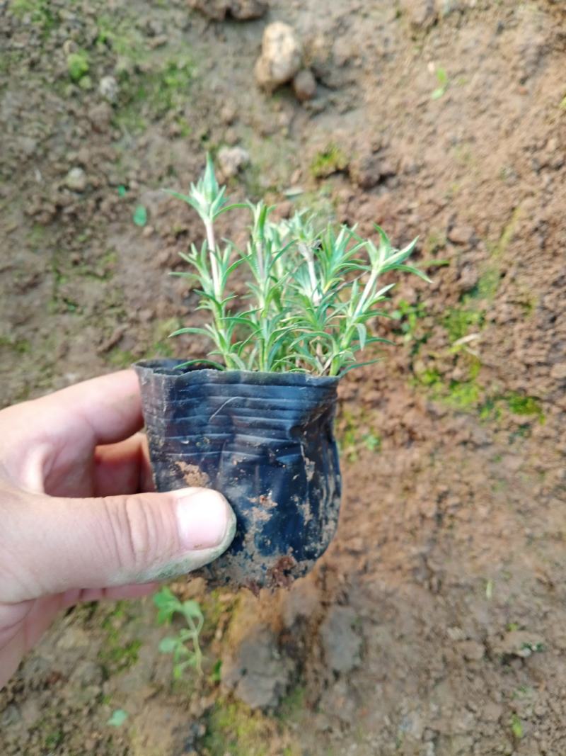 芝樱，丛生福禄考，芝樱杯苗，丛生福禄考杯苗