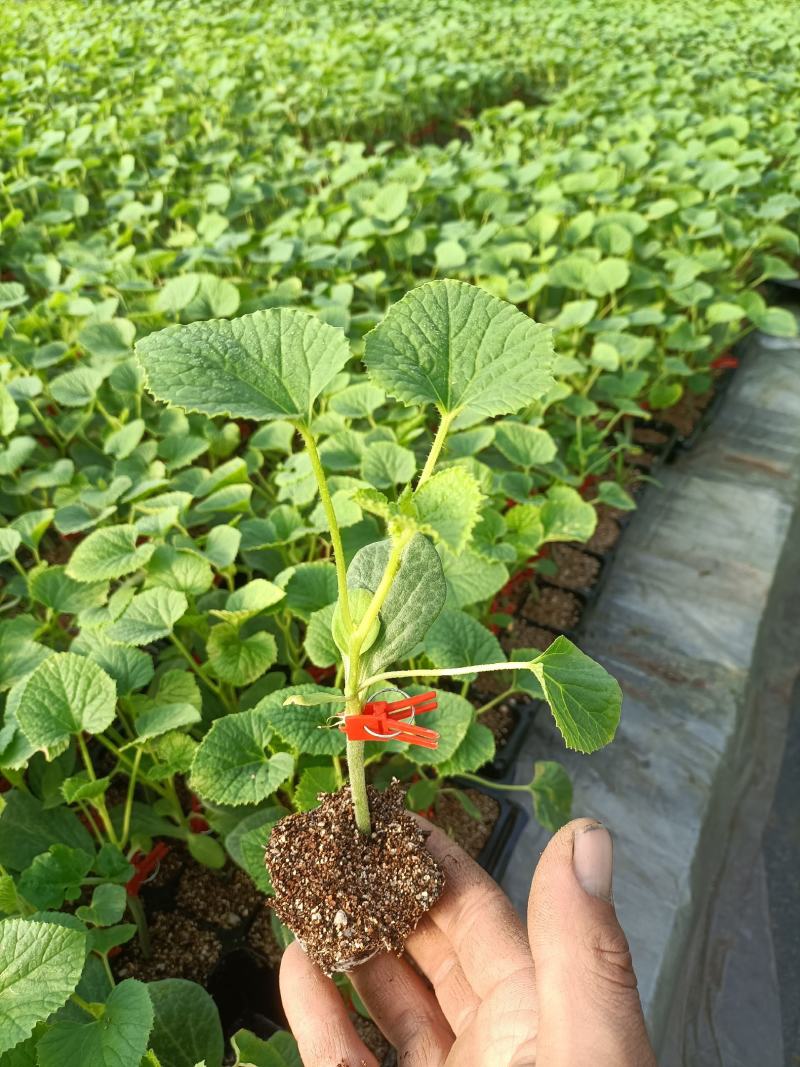 常年出售各种嫁接西瓜苗，甜瓜苗等菜苗大量供应！质优价廉！