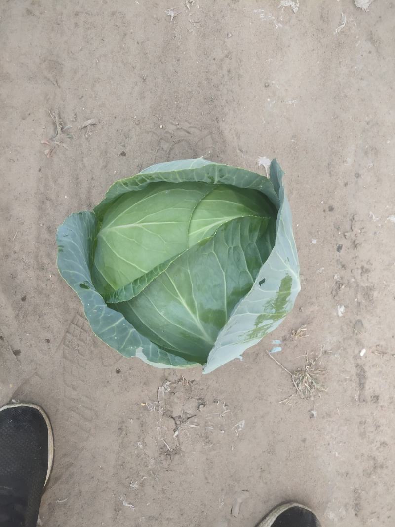 奥奇娜加工厂奥奇娜，饺子馅厂奥奇娜
