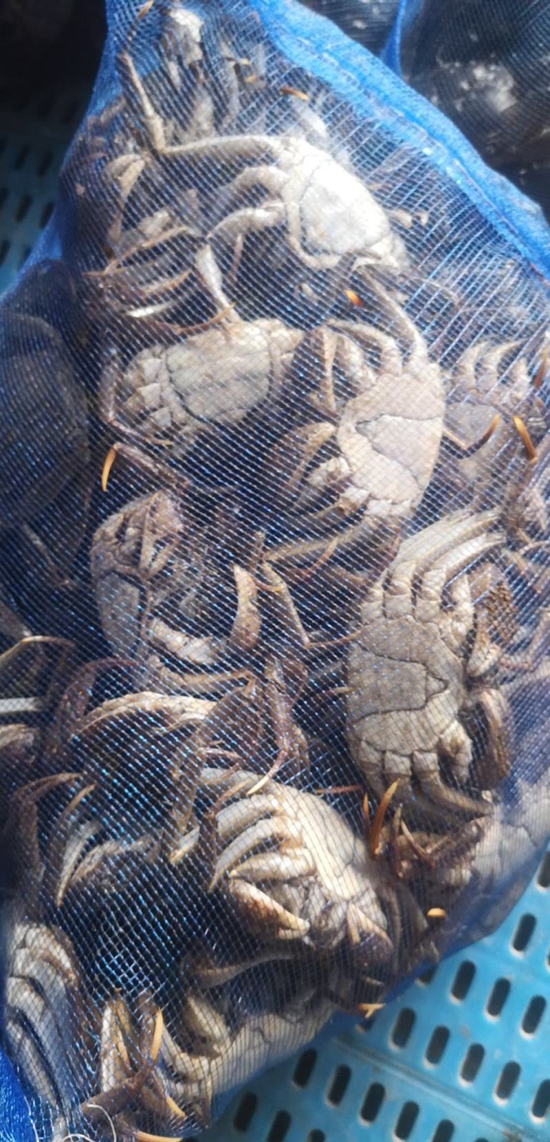 辽宁优质蟹苗精品全母放生苗活力好抗病力强一手货源产地直销