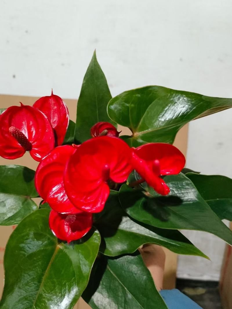 红掌