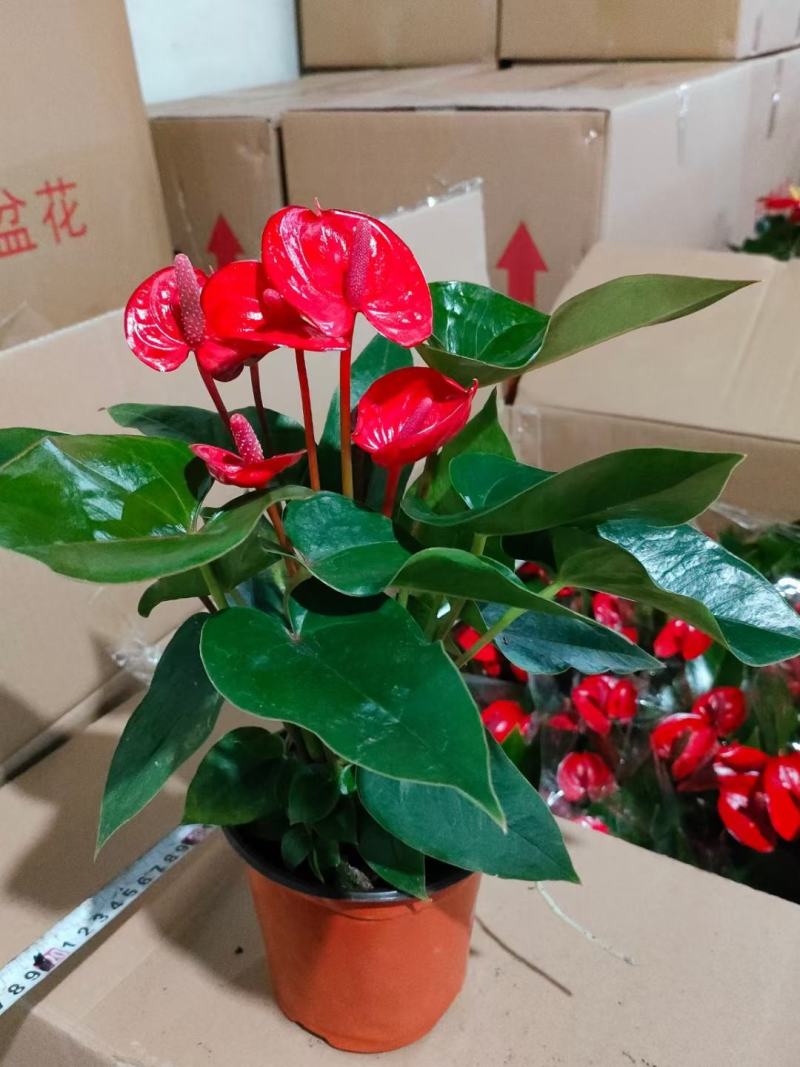 红掌