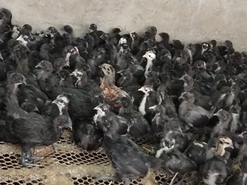 五黑乌鸡苗，出壳苗，脱温苗，疫苗齐全，成活率高！
