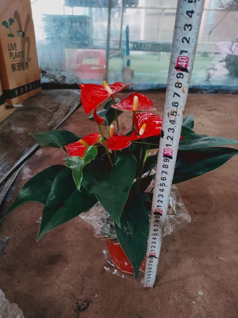 120#35装矮胖红斑
