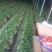 大量草莓上市