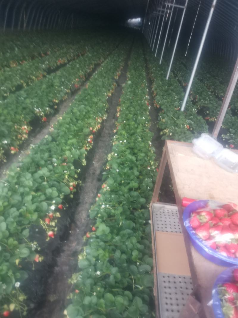 大量草莓上市