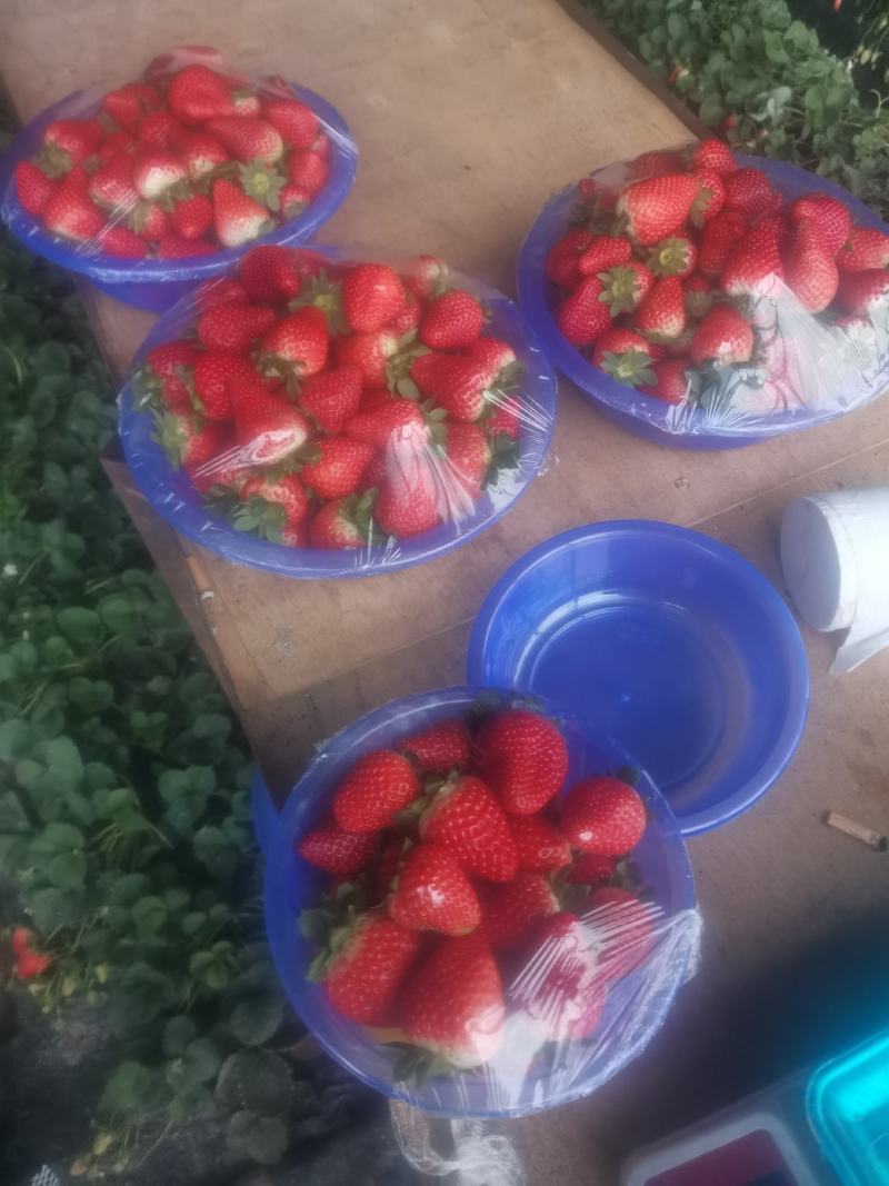 大量草莓上市