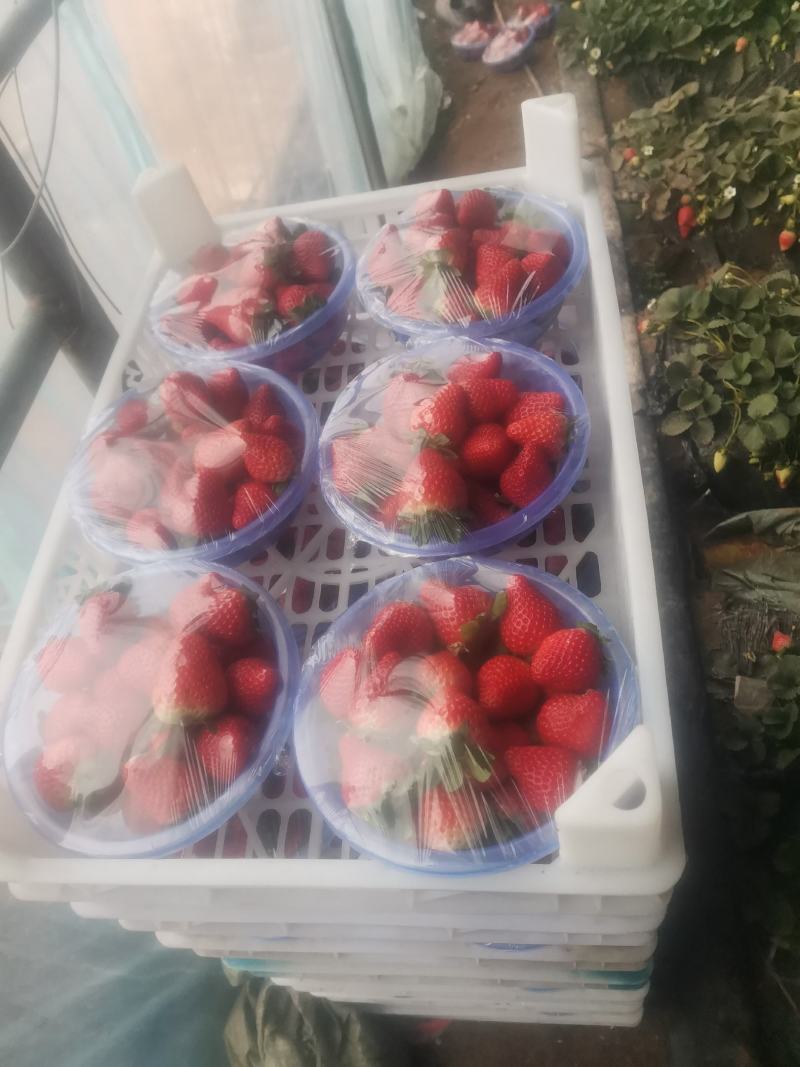 大量草莓上市