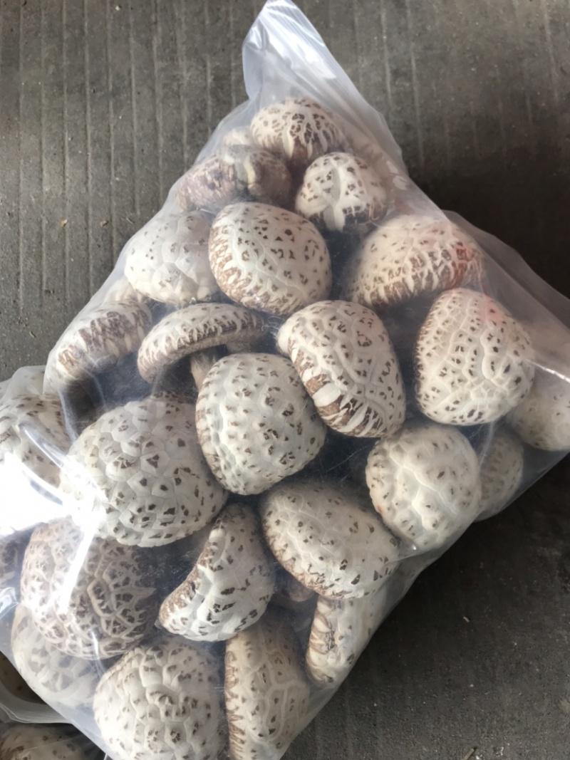 大花菇