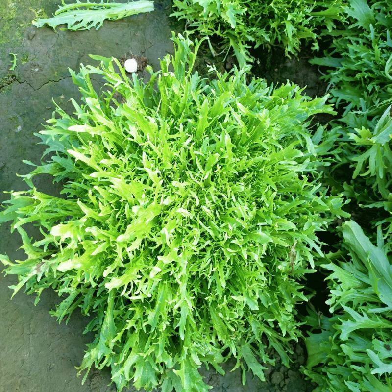 苦菊