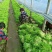 苦菊