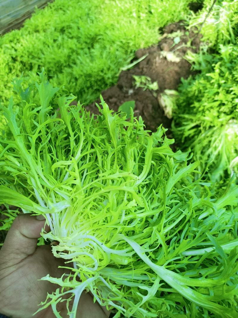 苦菊
