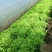 苦菊