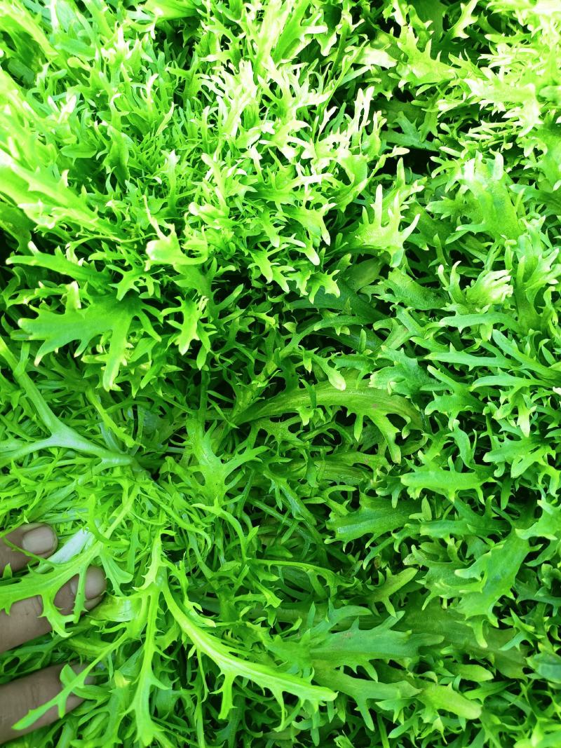 苦菊