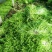 苦菊