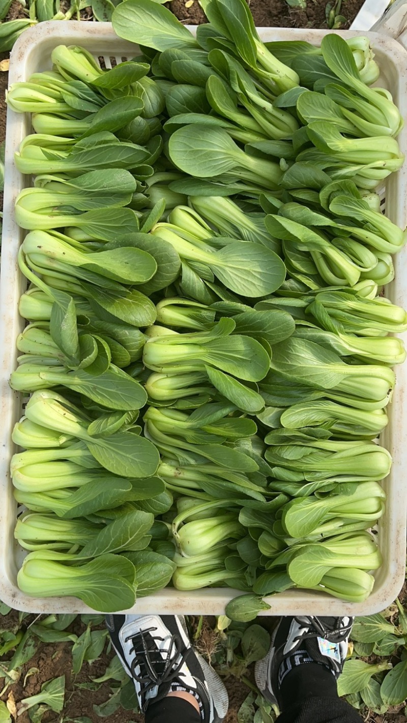 上海清小油菜