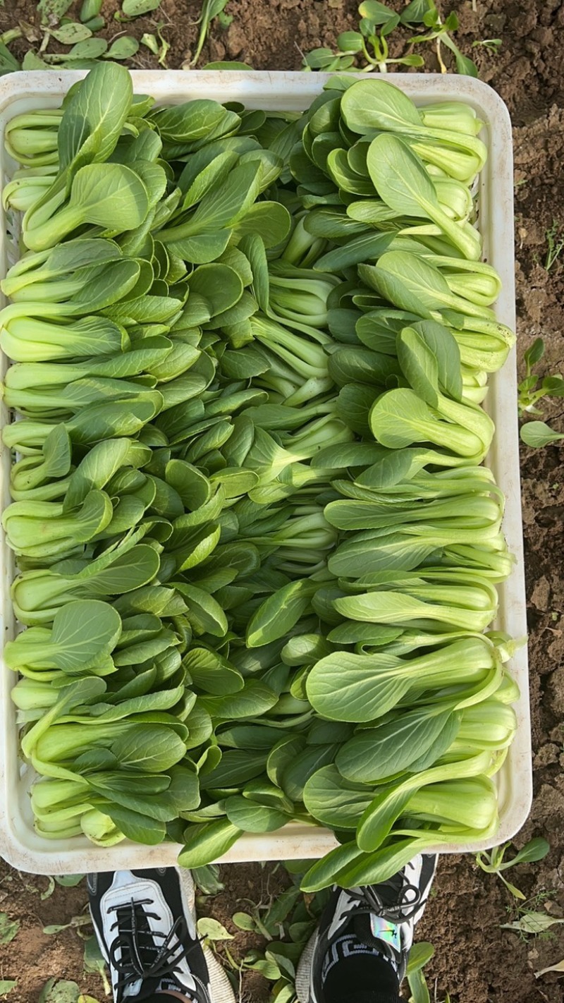 上海清小油菜
