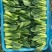 上海清小油菜