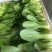 上海清小油菜