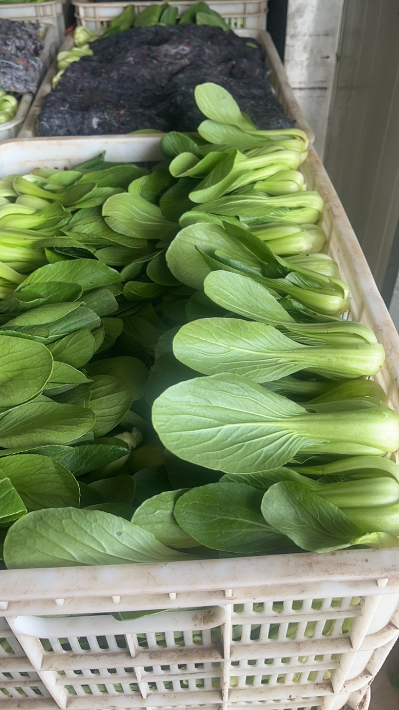 上海清小油菜