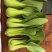 上海清小油菜