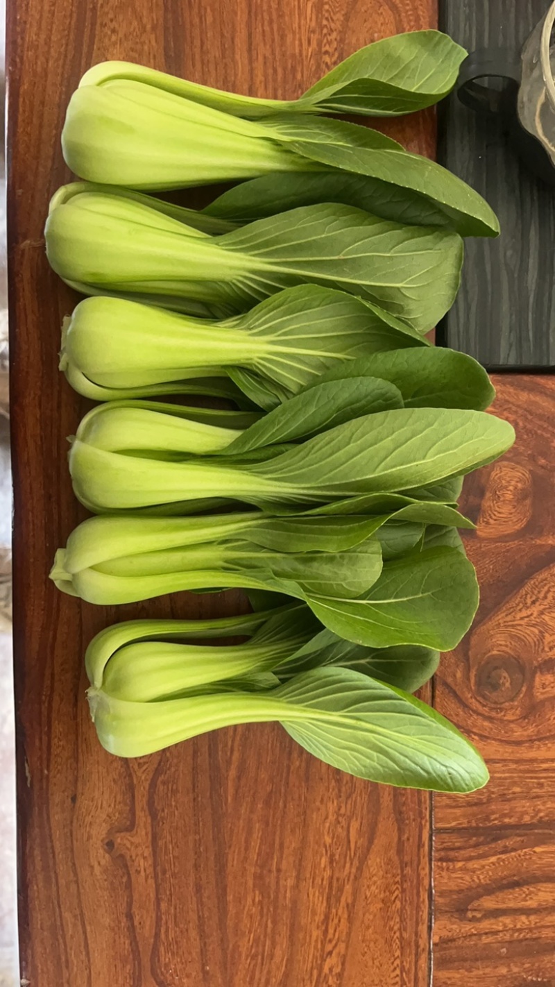 上海清小油菜
