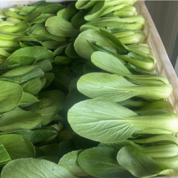 上海清小油菜