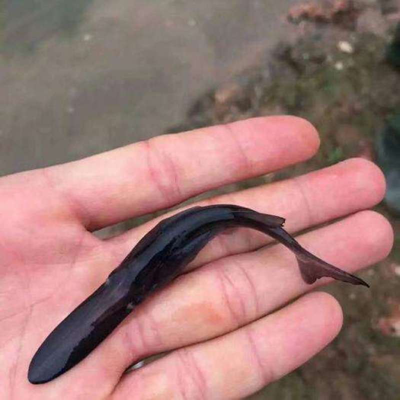 鸭嘴鱼苗