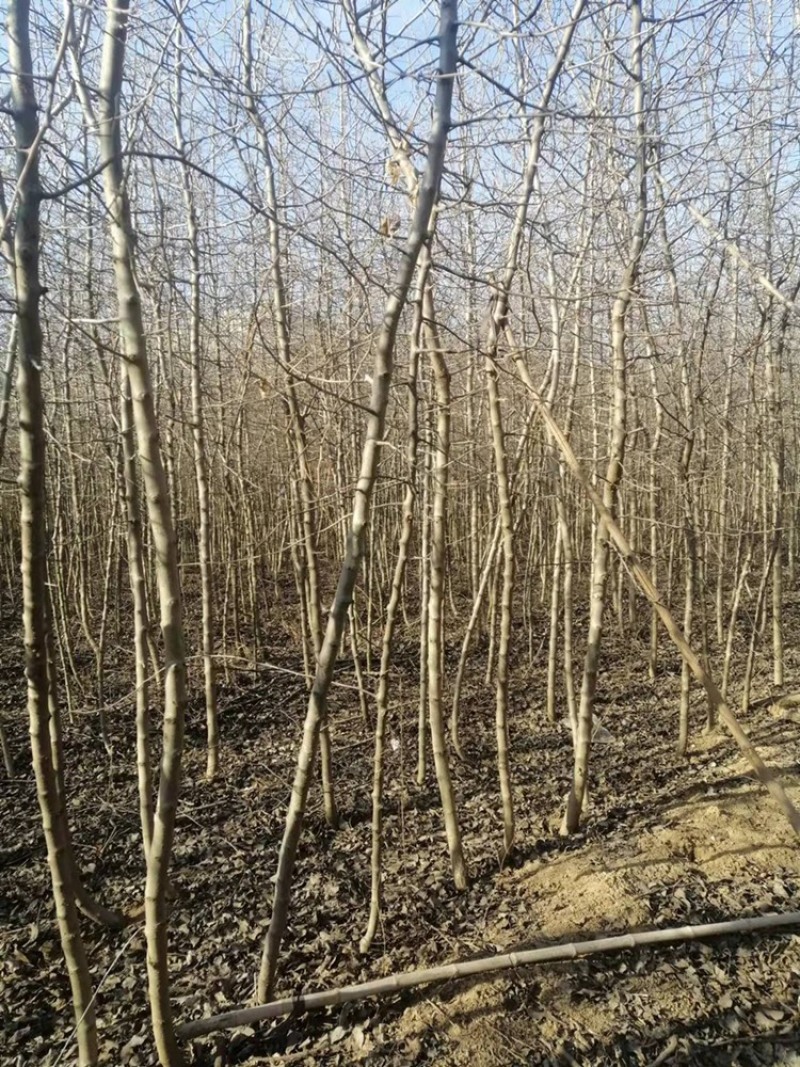 三公分3公分杜梨树