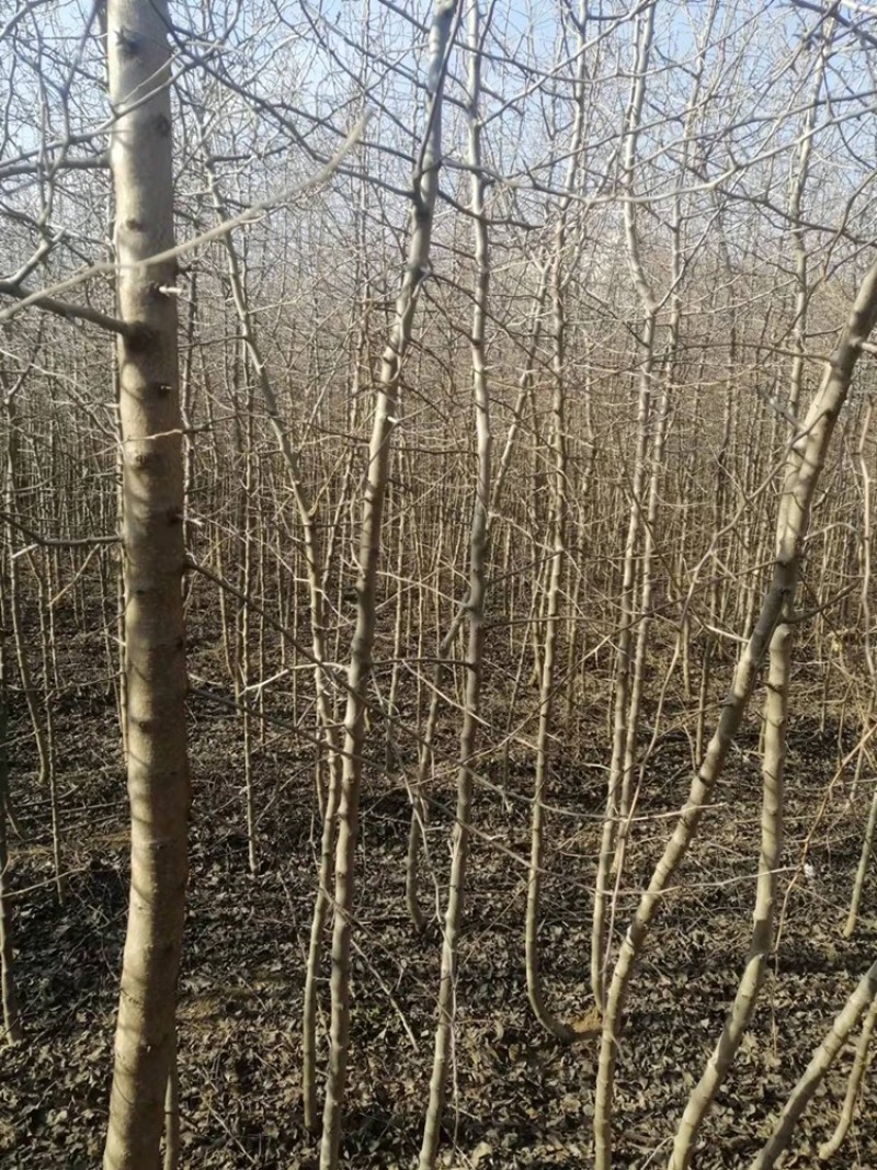 三公分3公分杜梨树