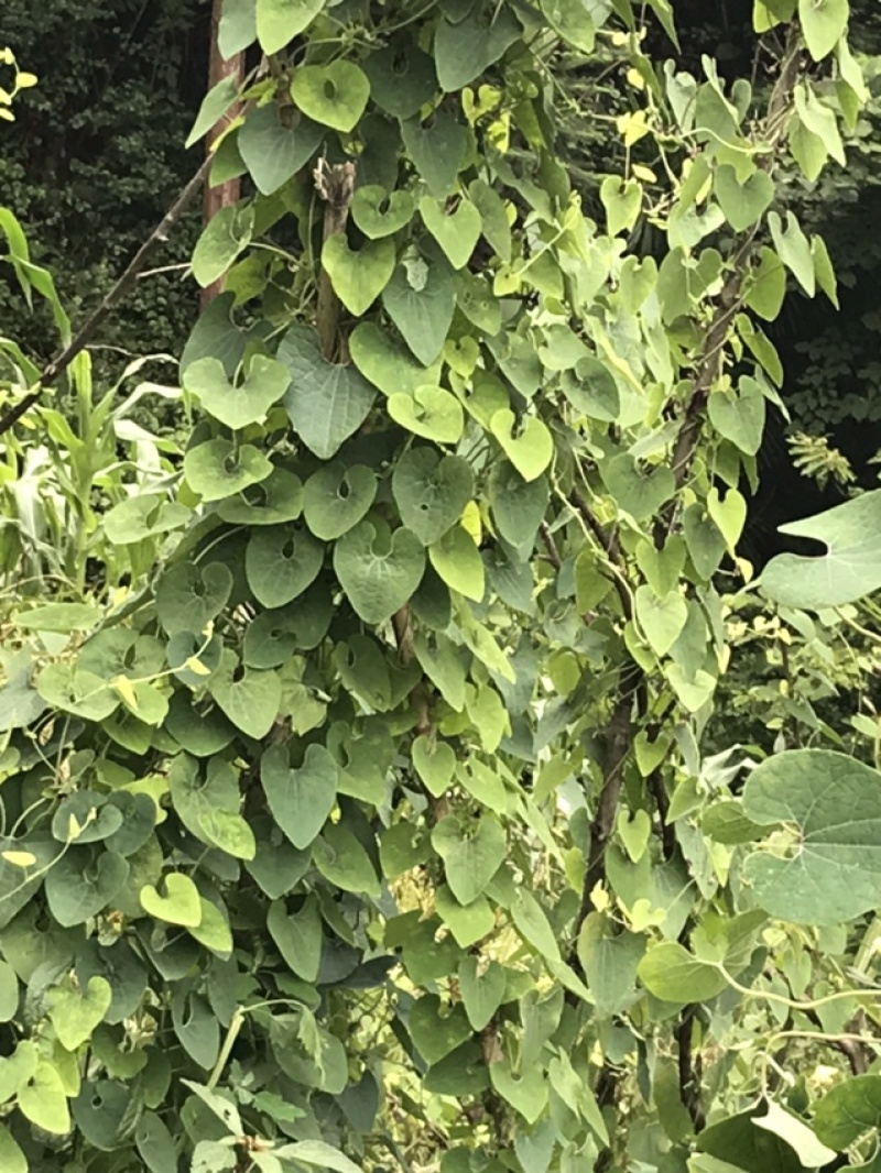 鼻血雷、背蛇生碧血莲（钟铃藤）详情请咨询
