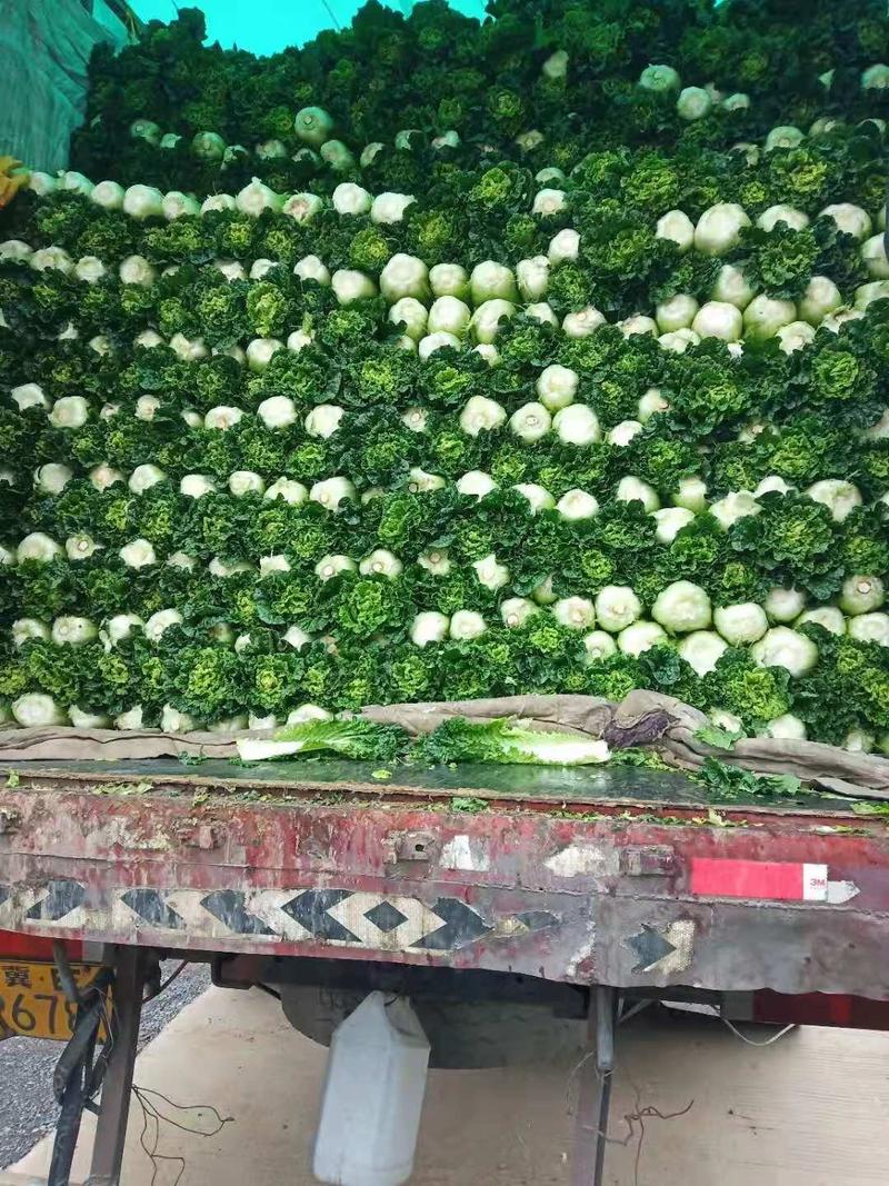 河北定州蔬菜基地大量供应秋绿60白菜