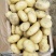 精品希森3号，果行饱满，日照充足，3两起装。
