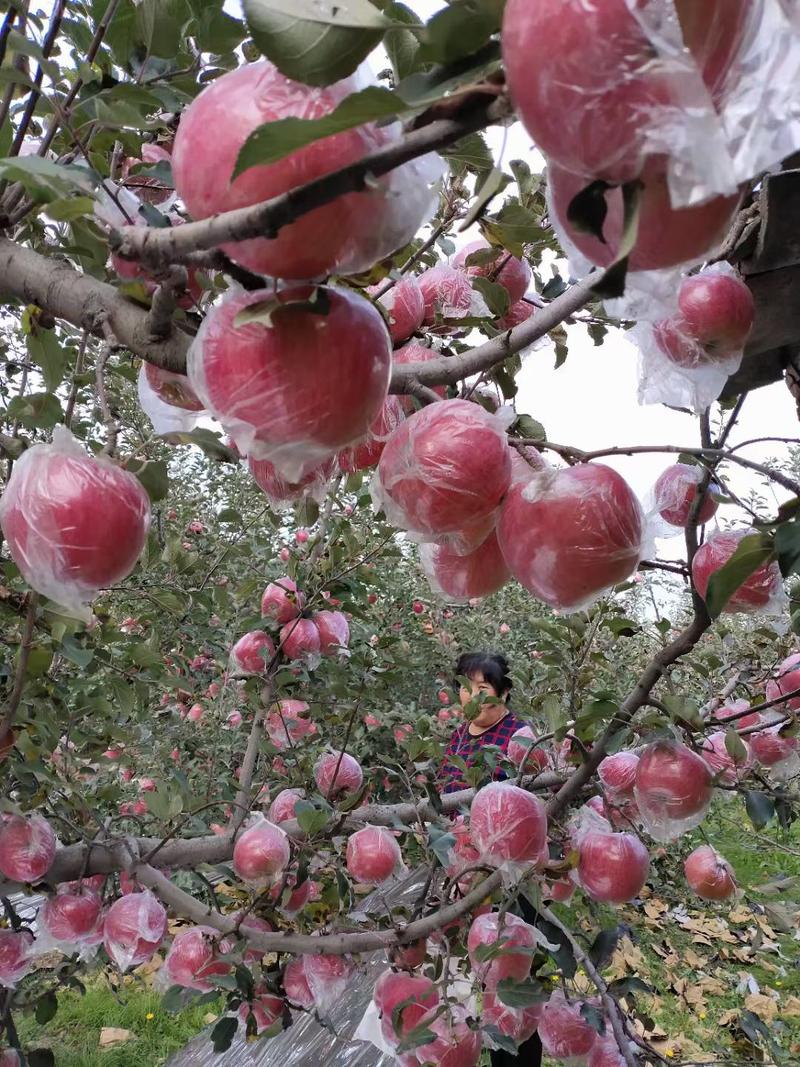 【精选】山西万荣黄土高坡纸红富士苹果产地直供量大从优