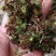 回心草正宗云南中药材大叶藓茴薪草干品新鲜晒