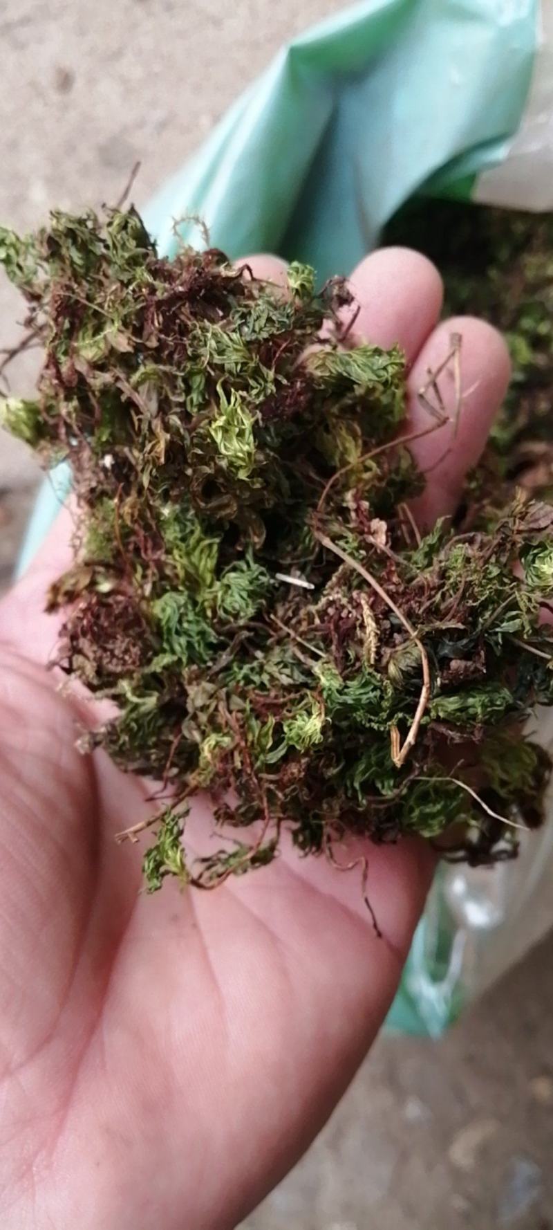 回心草正宗云南中药材大叶藓茴薪草干品新鲜晒