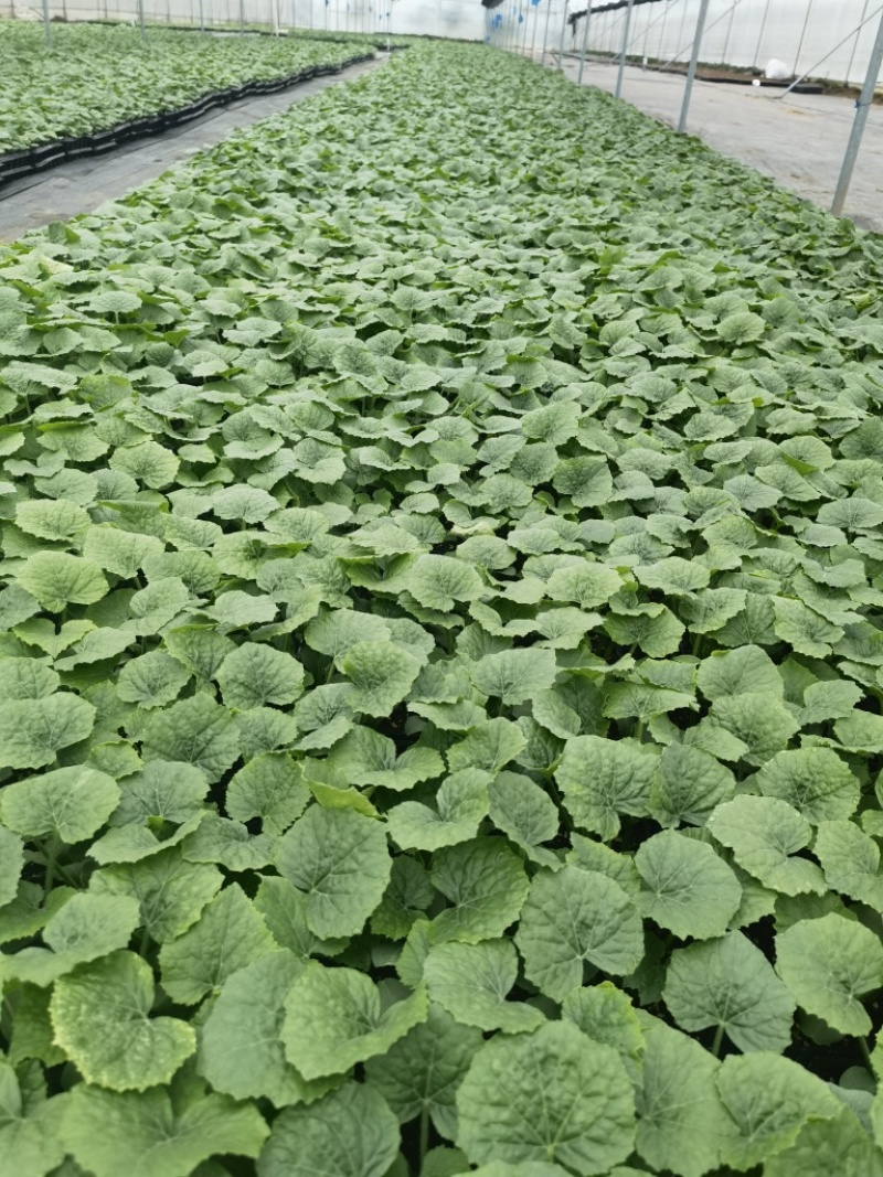 【精品】年销百万颗桌艺岀口型冬瓜苗广东地区，量大价优